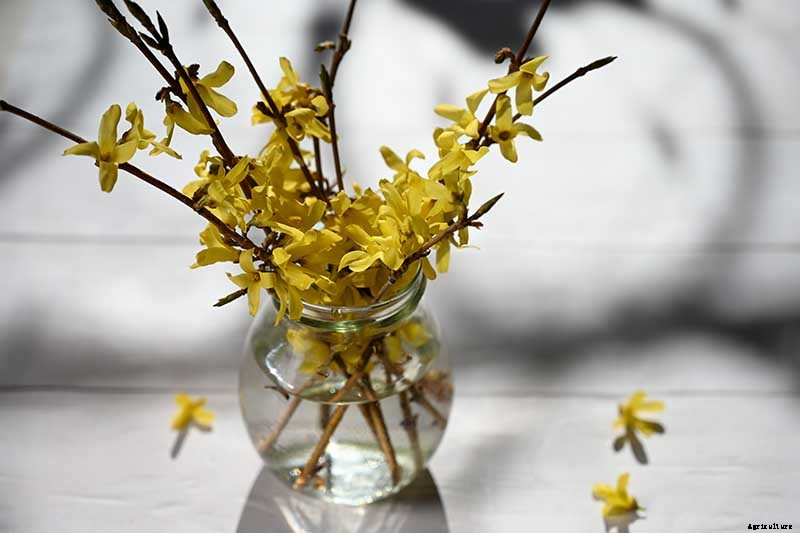 5 Ways to Propagate Your Own Forsythia