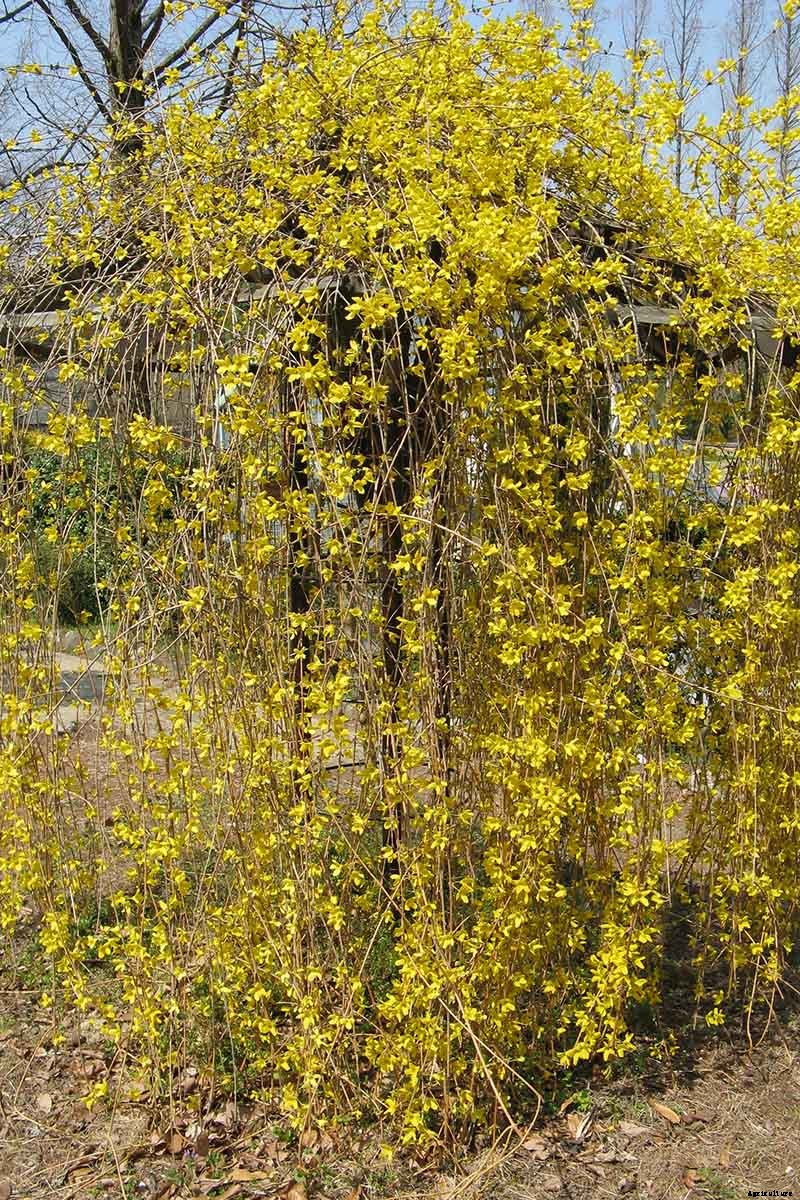 5 Ways to Propagate Your Own Forsythia