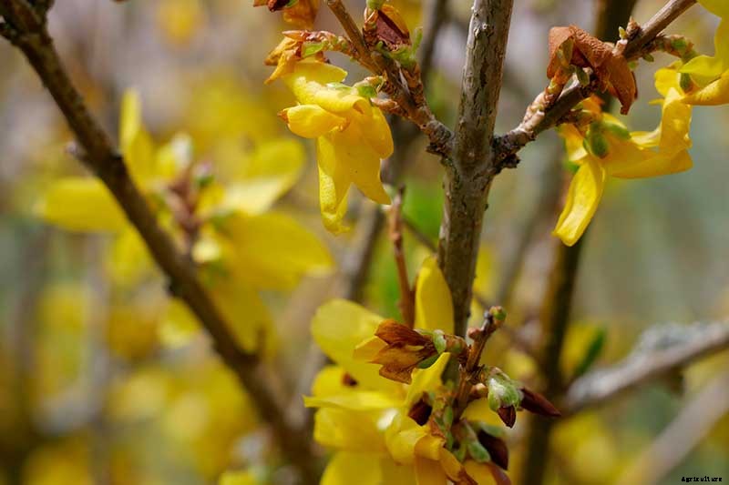 5 Ways to Propagate Your Own Forsythia