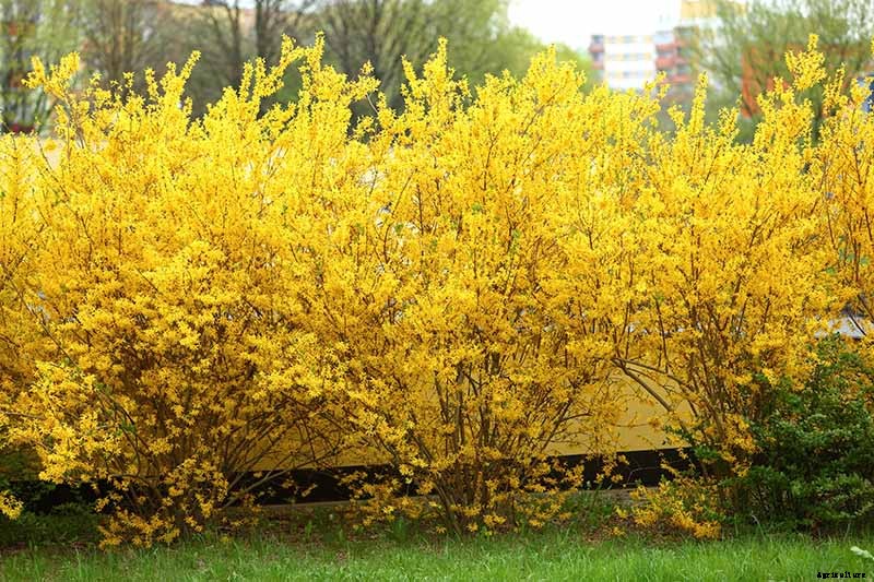 5 Ways to Propagate Your Own Forsythia