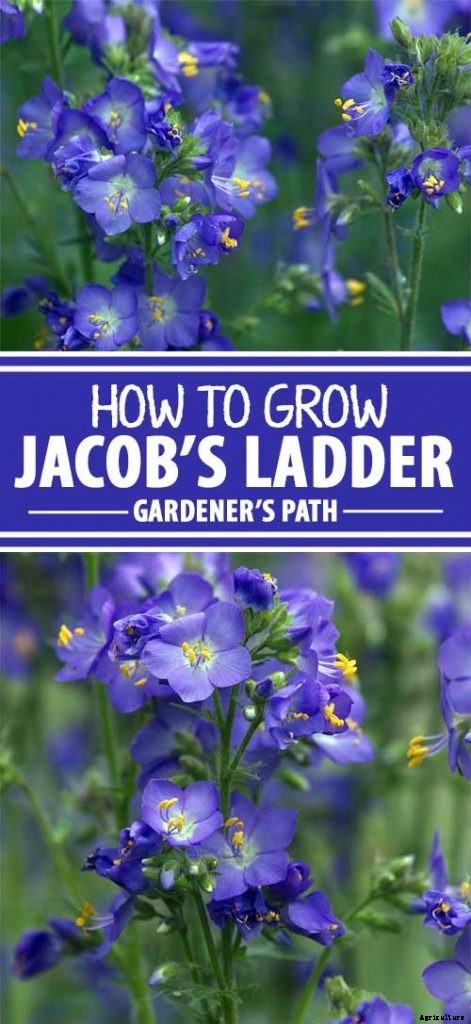 How to Grow Jacob’s Ladder: Regal Shade-Blooming Perennial