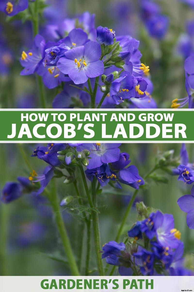 How to Grow Jacob’s Ladder: Regal Shade-Blooming Perennial