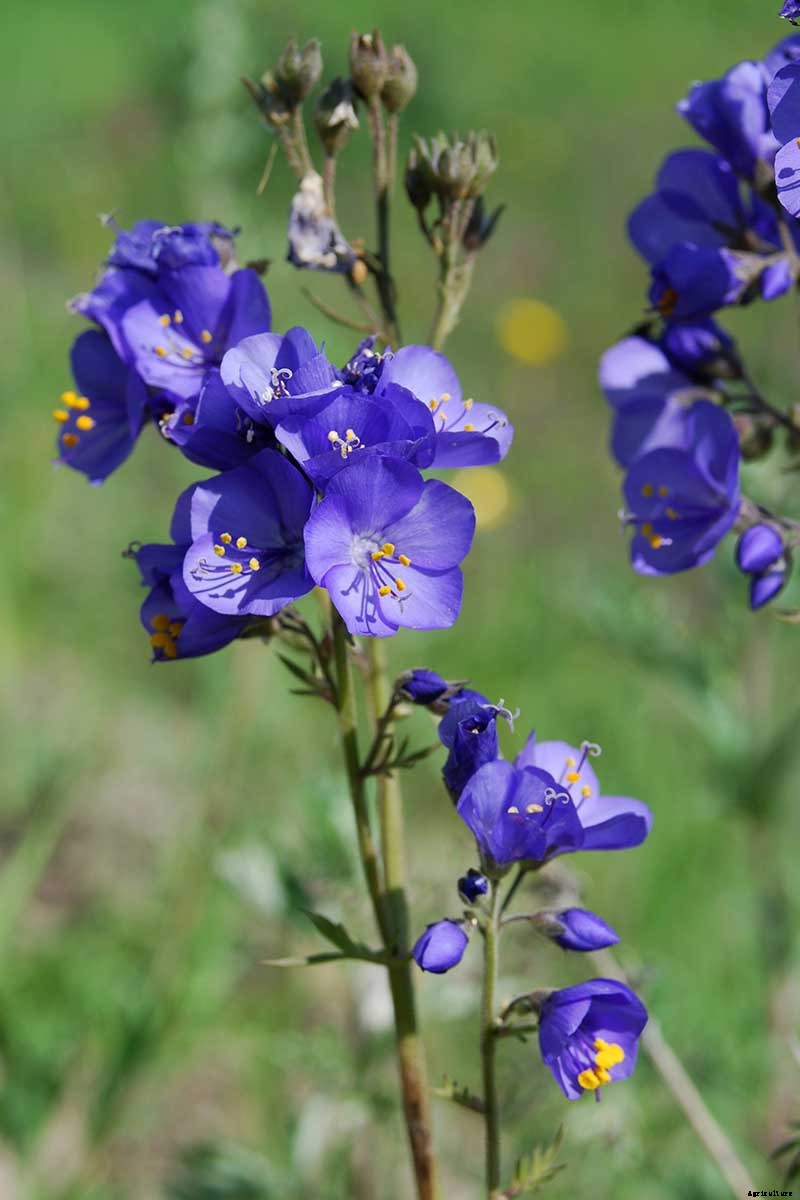 How to Grow Jacob’s Ladder: Regal Shade-Blooming Perennial
