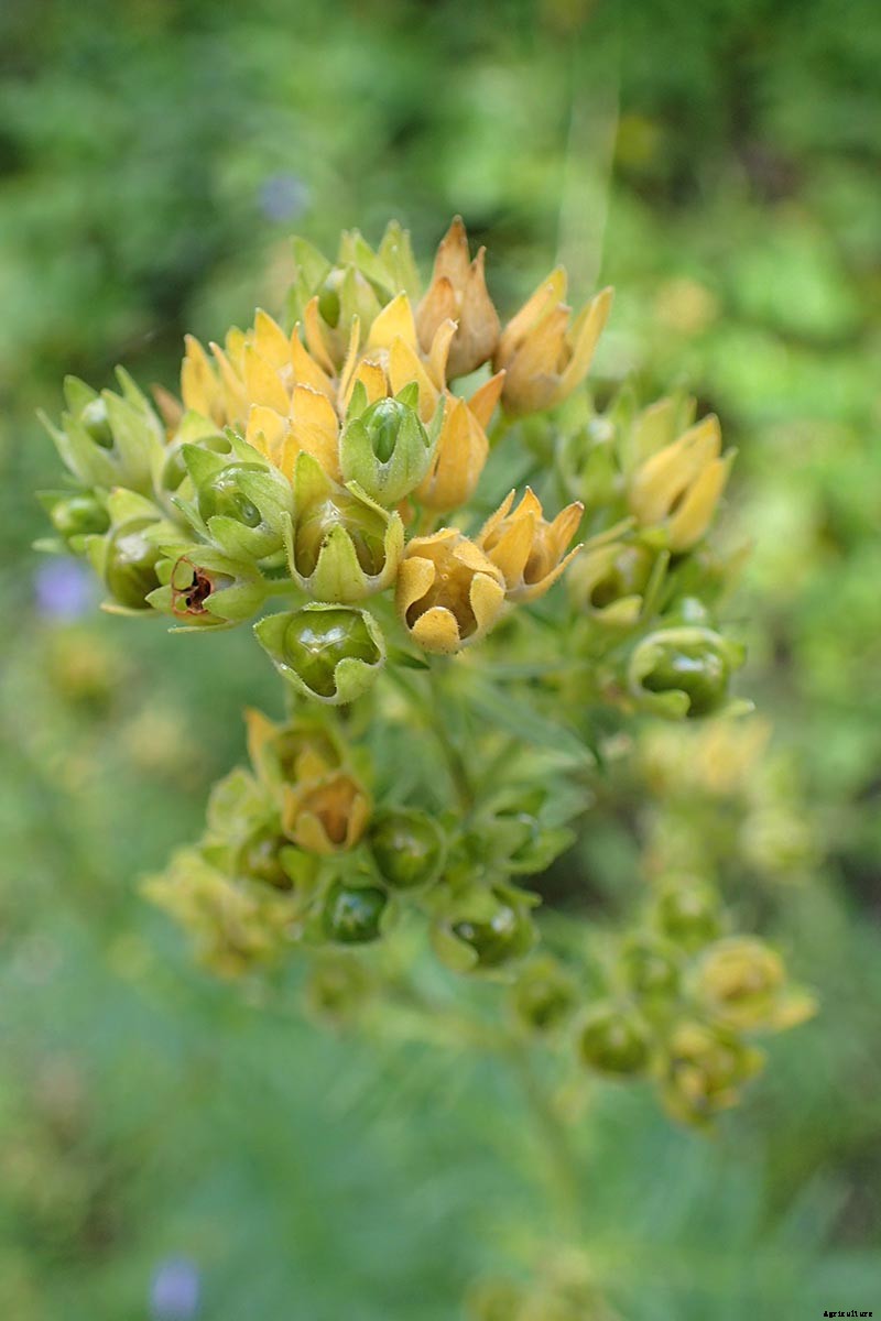 How to Grow Jacob’s Ladder: Regal Shade-Blooming Perennial
