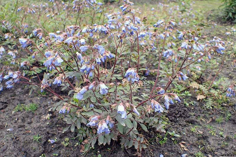 How to Grow Jacob’s Ladder: Regal Shade-Blooming Perennial