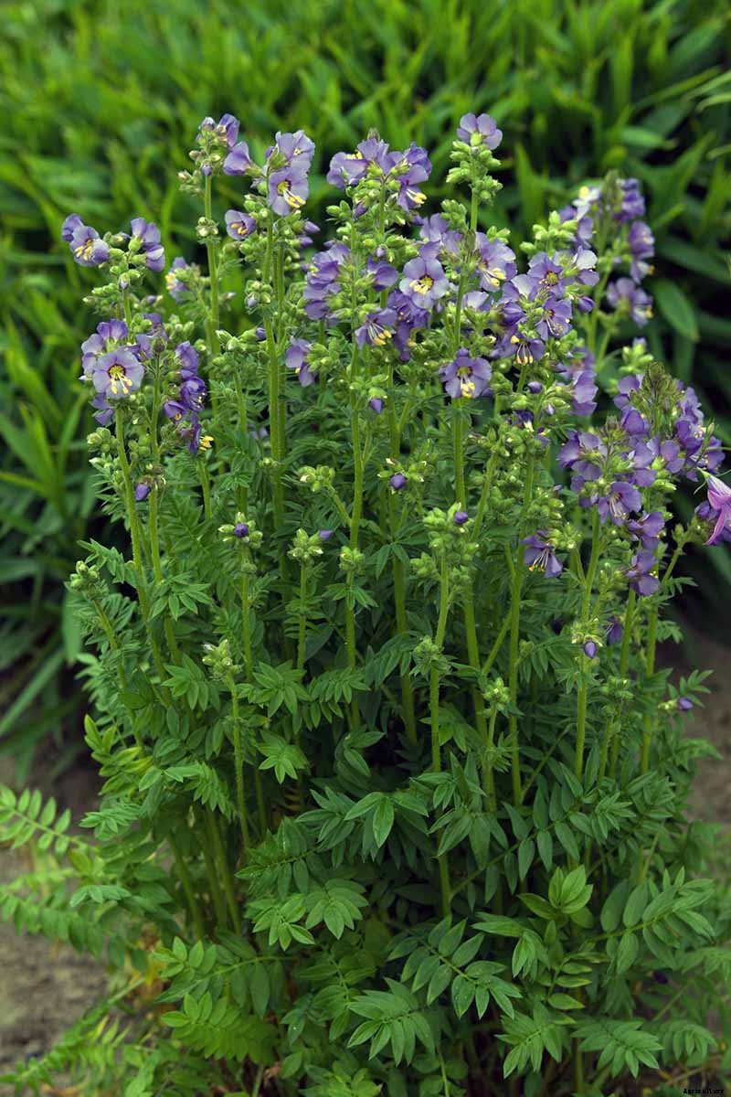 How to Grow Jacob’s Ladder: Regal Shade-Blooming Perennial