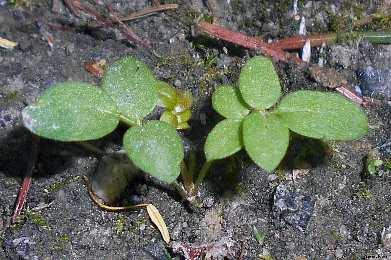 How to Grow Jacob’s Ladder: Regal Shade-Blooming Perennial