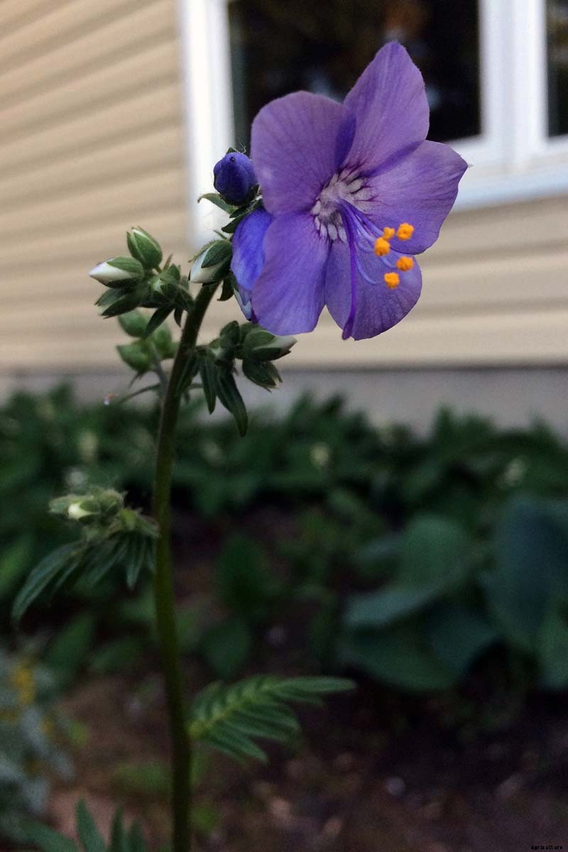How to Grow Jacob’s Ladder: Regal Shade-Blooming Perennial