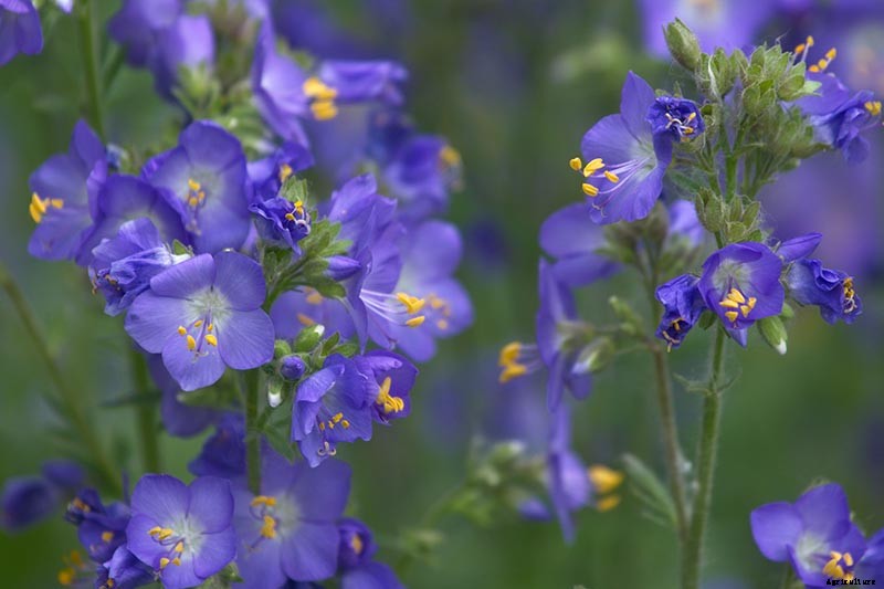 How to Grow Jacob’s Ladder: Regal Shade-Blooming Perennial