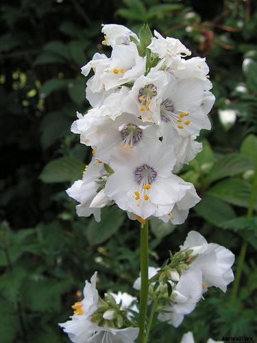 How to Grow Jacob’s Ladder: Regal Shade-Blooming Perennial