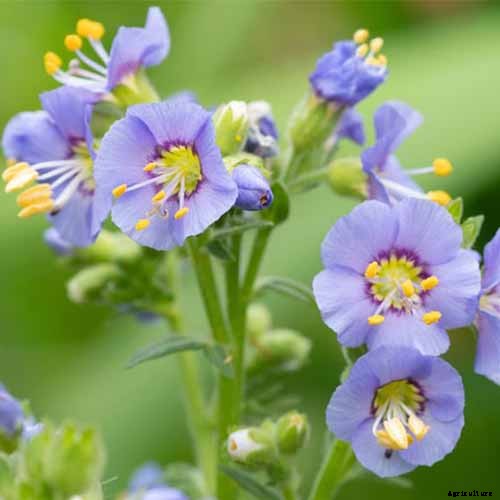 How to Grow Jacob’s Ladder: Regal Shade-Blooming Perennial