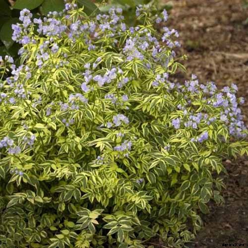 How to Grow Jacob’s Ladder: Regal Shade-Blooming Perennial