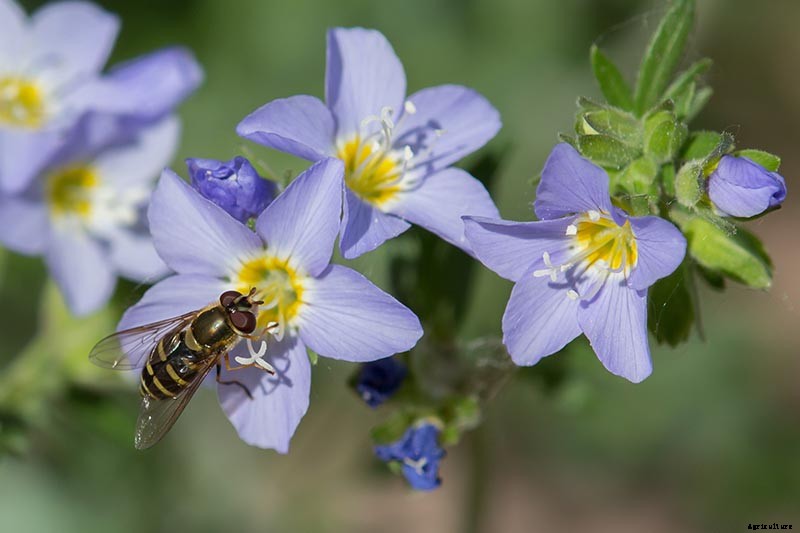 How to Grow Jacob’s Ladder: Regal Shade-Blooming Perennial