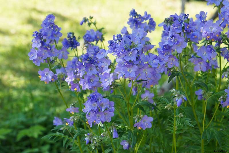 How to Grow Jacob’s Ladder: Regal Shade-Blooming Perennial