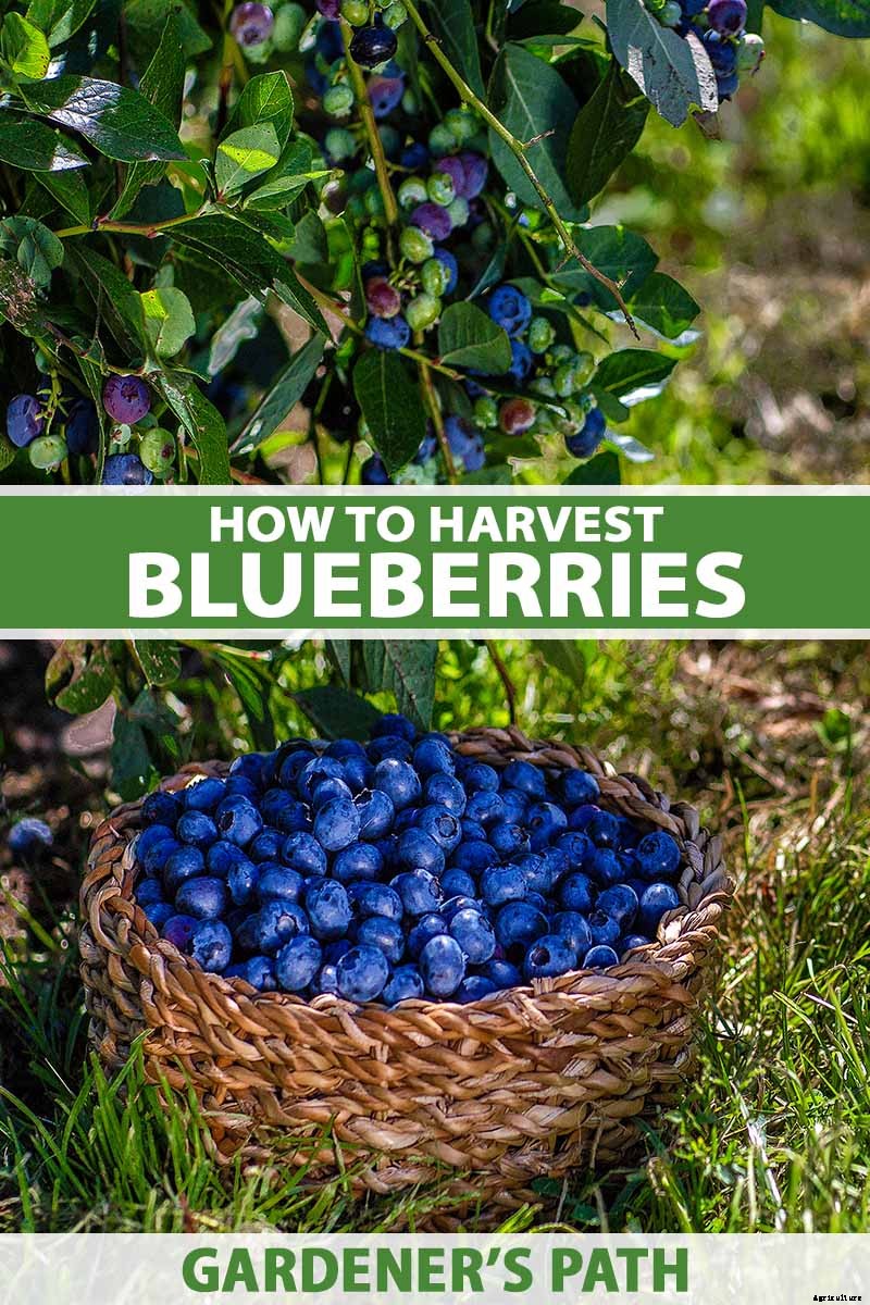 How to Harvest Perfectly Ripe Blueberries