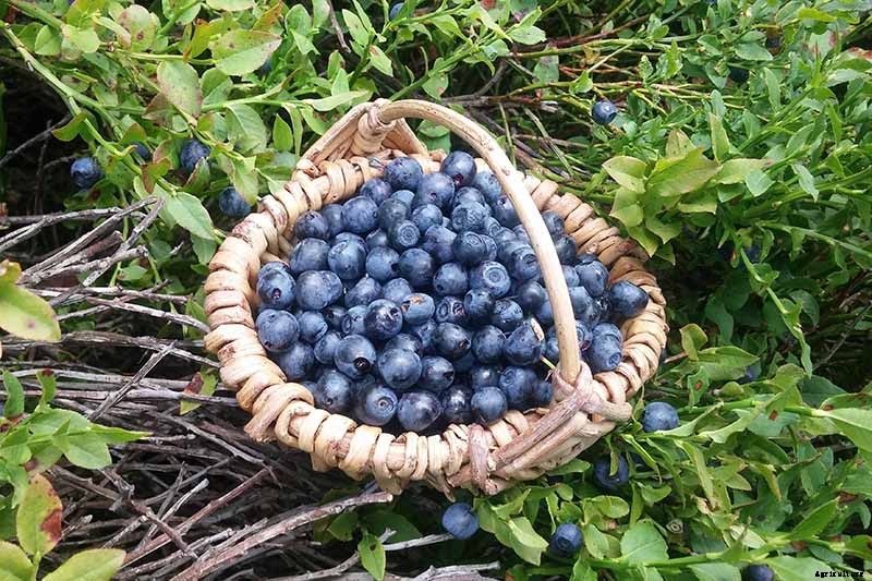 How to Harvest Perfectly Ripe Blueberries