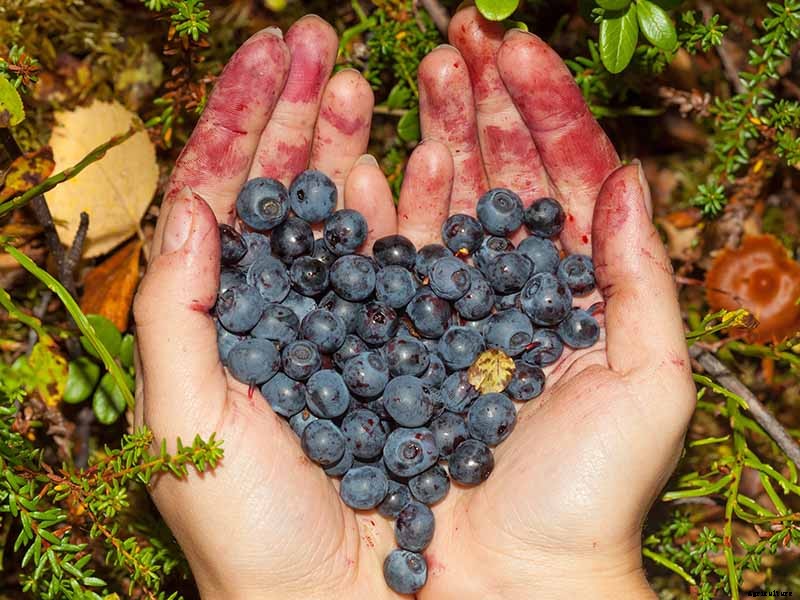 How to Harvest Perfectly Ripe Blueberries