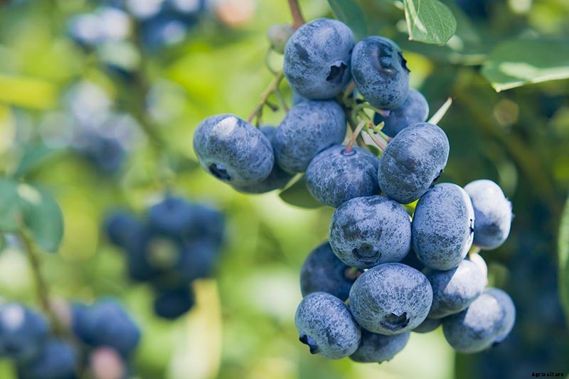 How to Harvest Perfectly Ripe Blueberries
