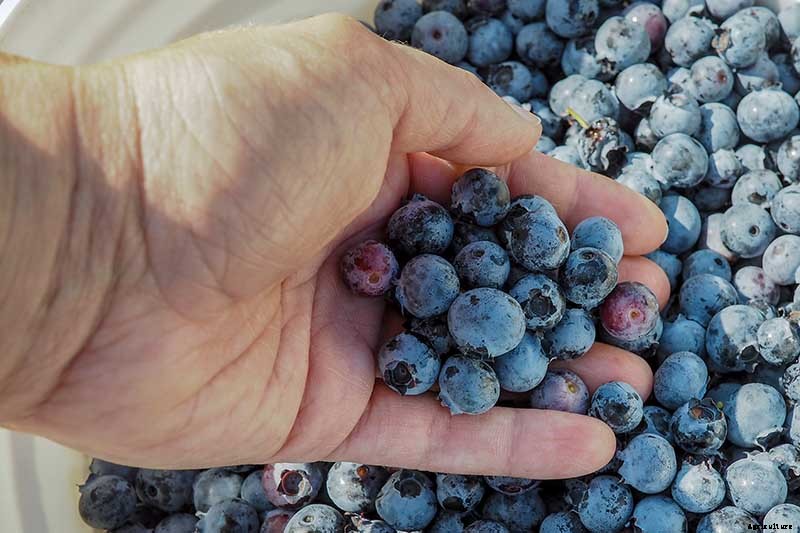 How to Harvest Perfectly Ripe Blueberries