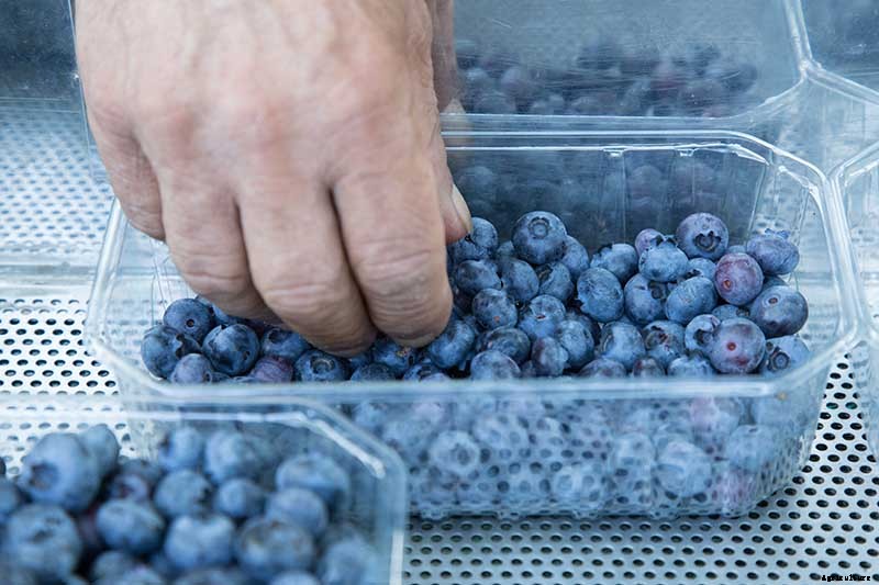 How to Harvest Perfectly Ripe Blueberries