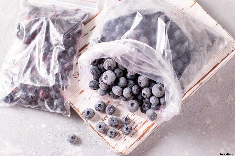How to Harvest Perfectly Ripe Blueberries