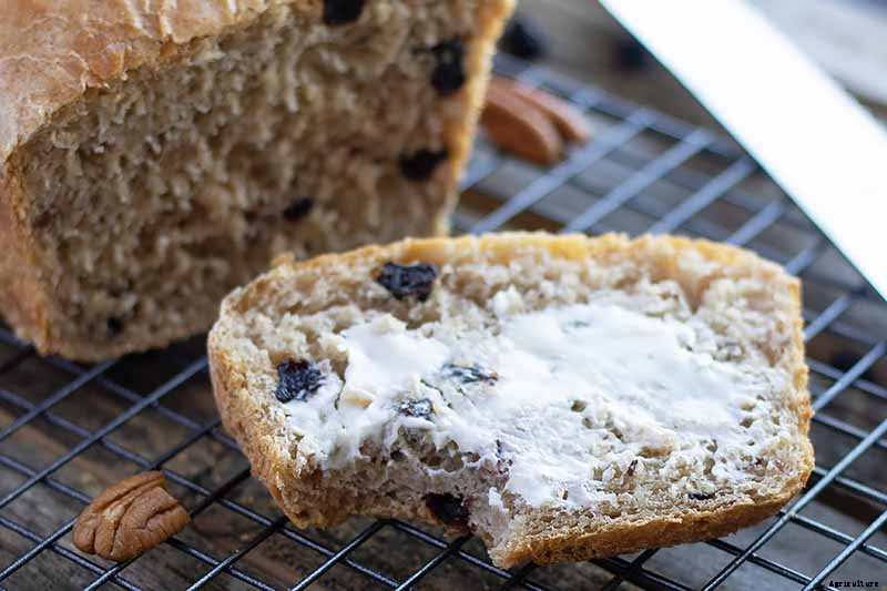 How to Harvest Perfectly Ripe Blueberries