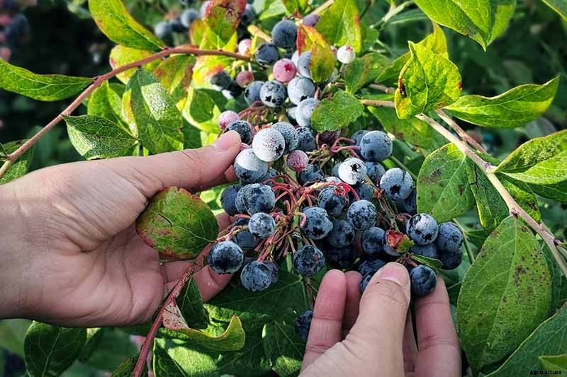 How to Harvest Perfectly Ripe Blueberries