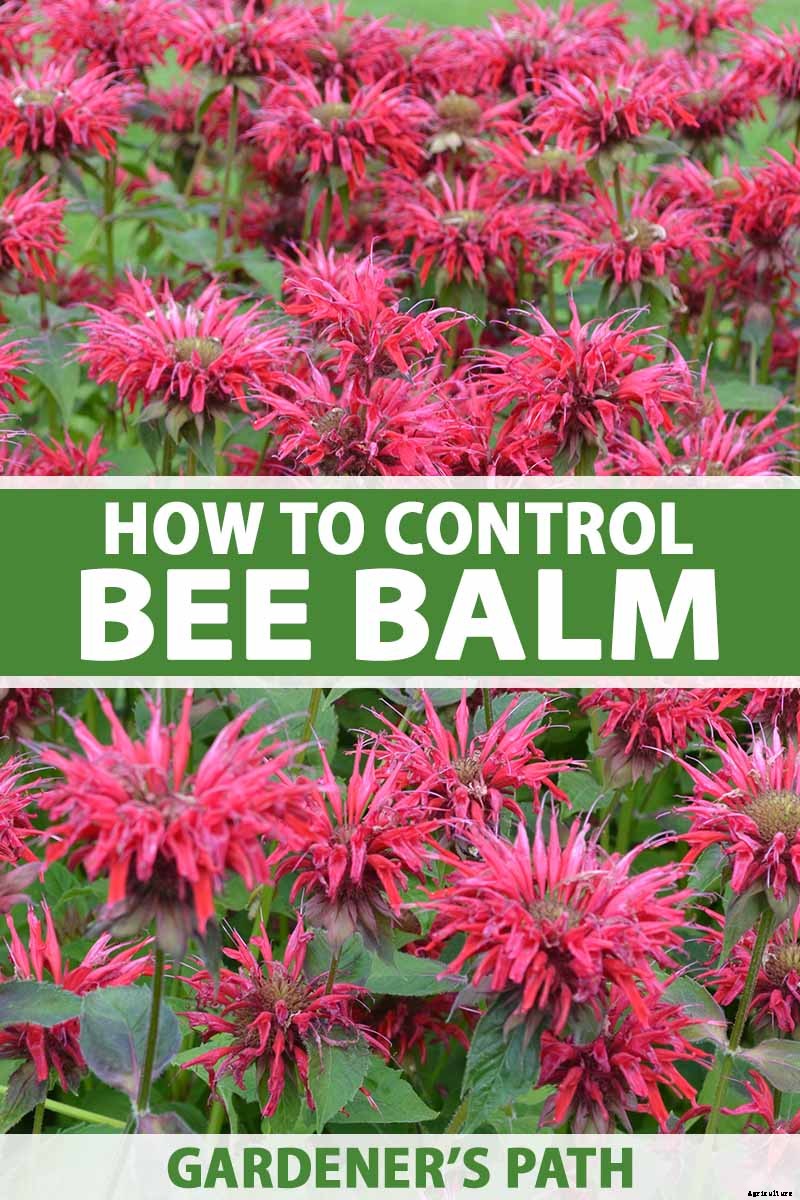 Is Bee Balm Invasive? How to Control Monarda