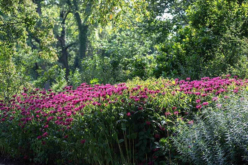 Is Bee Balm Invasive? How to Control Monarda