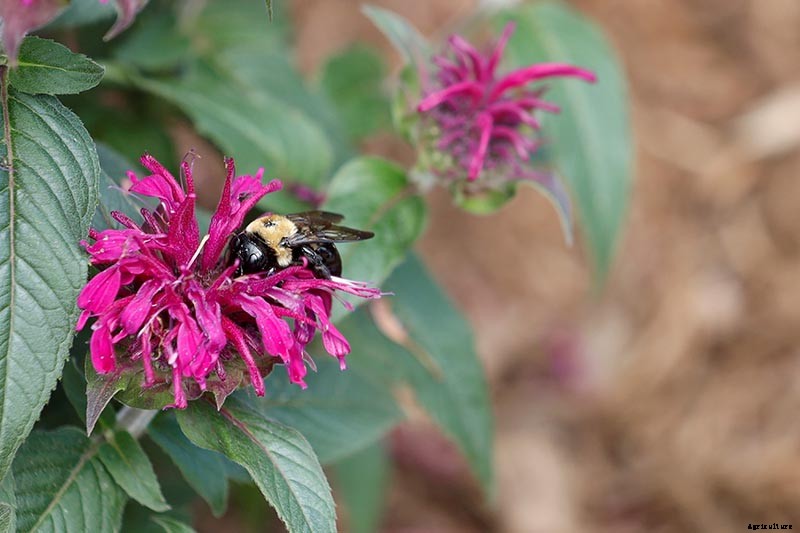 Is Bee Balm Invasive? How to Control Monarda