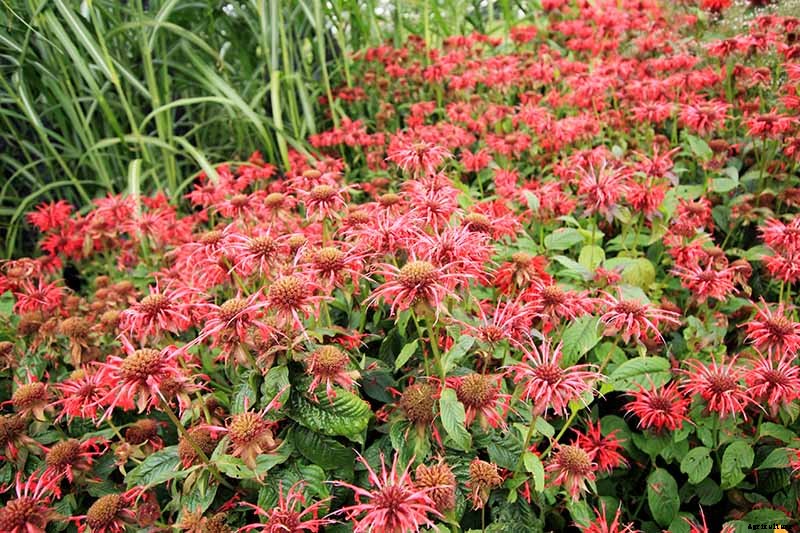 Is Bee Balm Invasive? How to Control Monarda