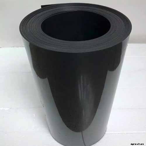 Is Bee Balm Invasive? How to Control Monarda