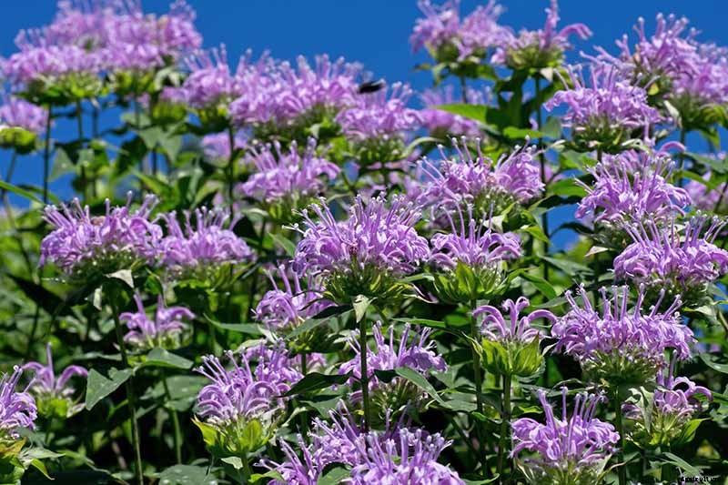 Is Bee Balm Invasive? How to Control Monarda