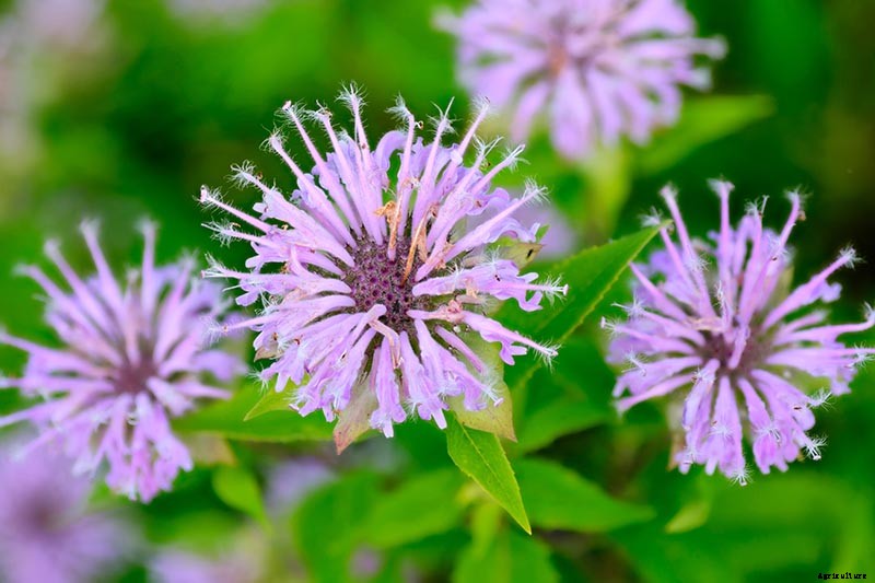 Is Bee Balm Invasive? How to Control Monarda