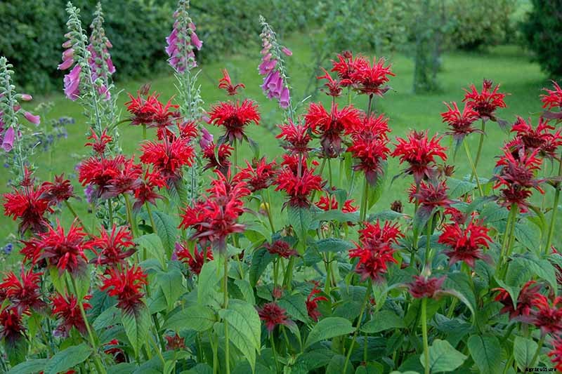 Is Bee Balm Invasive? How to Control Monarda