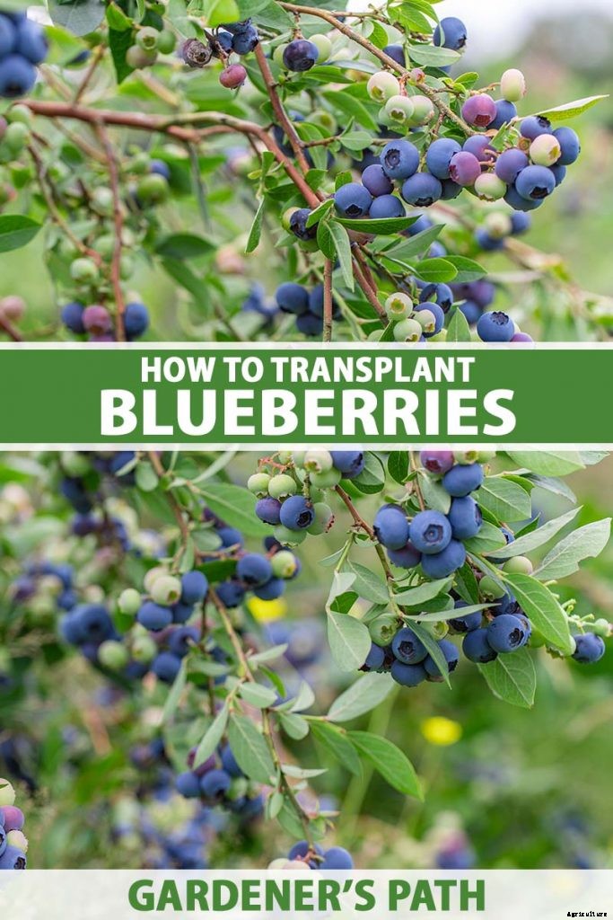 How to Transplant Blueberry Bushes