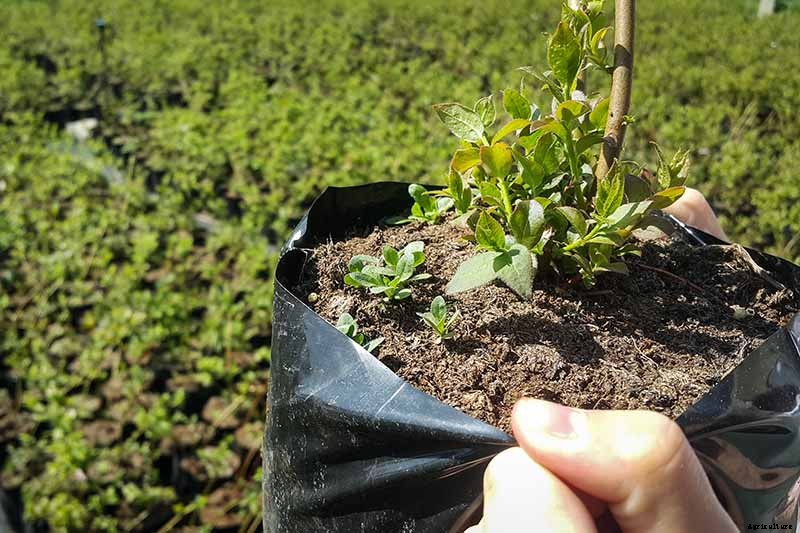 How to Transplant Blueberry Bushes