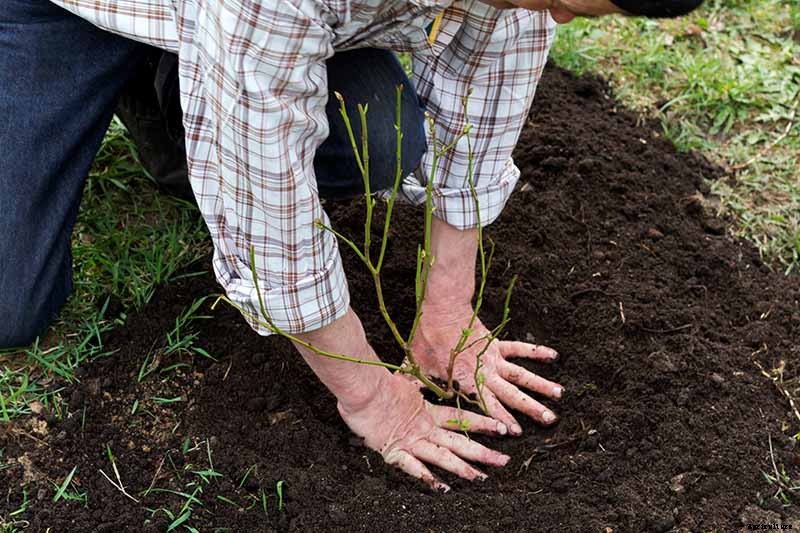 How to Transplant Blueberry Bushes