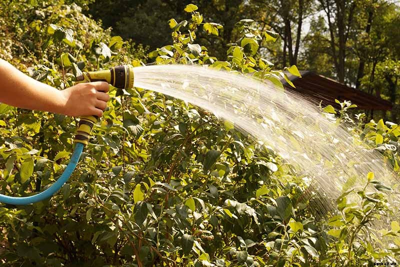 How to Transplant Blueberry Bushes