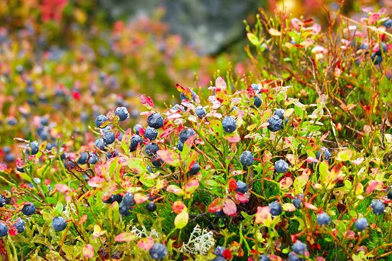 How to Transplant Blueberry Bushes