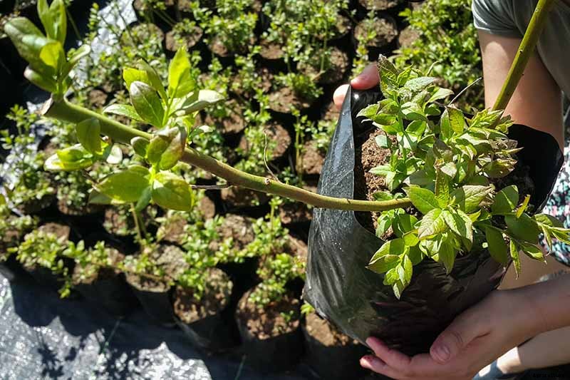 How to Transplant Blueberry Bushes