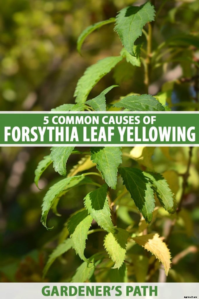 5 Common Causes of Forsythia Leaf Yellowing