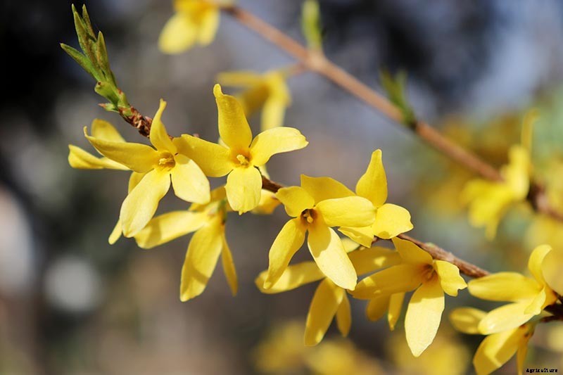 5 Common Causes of Forsythia Leaf Yellowing