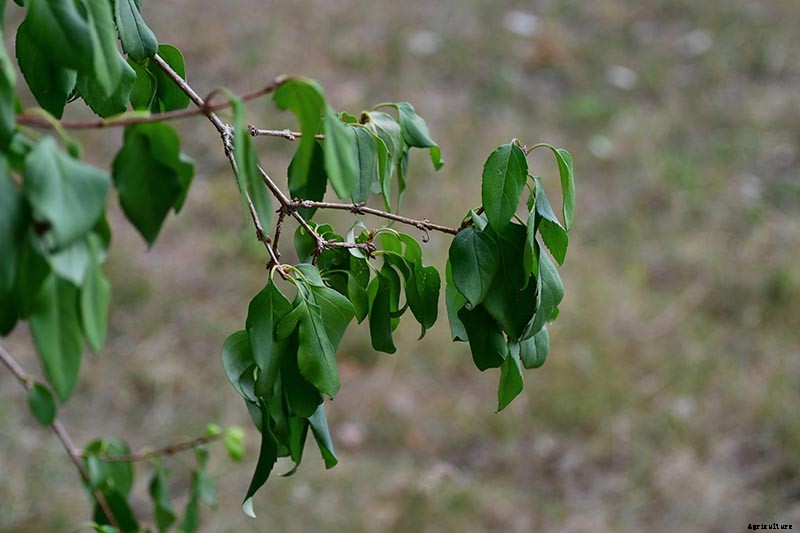 5 Common Causes of Forsythia Leaf Yellowing