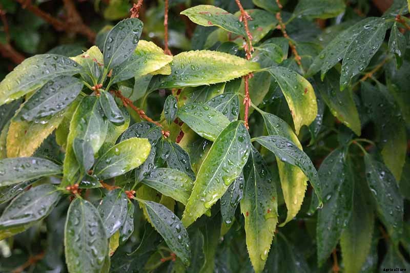 5 Common Causes of Forsythia Leaf Yellowing