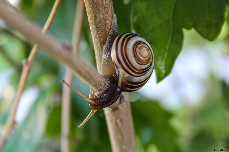 5 Common Causes of Forsythia Leaf Yellowing