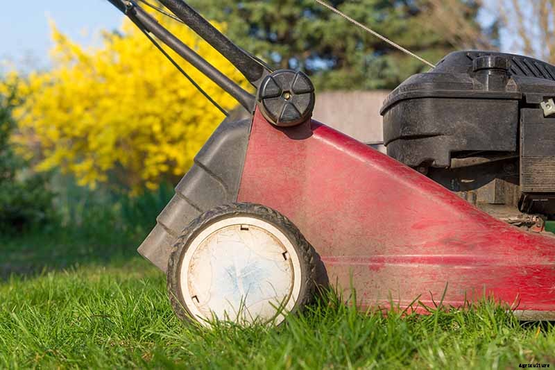 5 Common Causes of Forsythia Leaf Yellowing