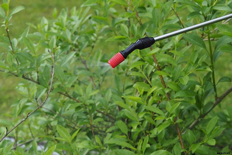 5 Common Causes of Forsythia Leaf Yellowing