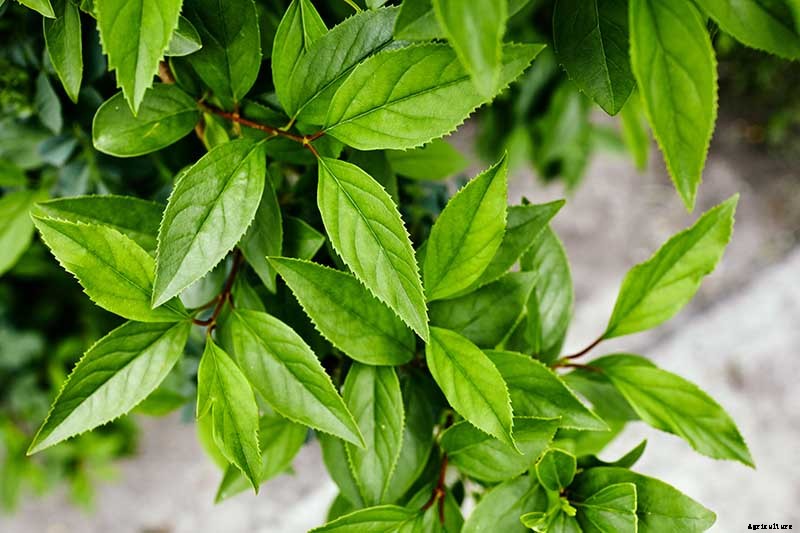 5 Common Causes of Forsythia Leaf Yellowing