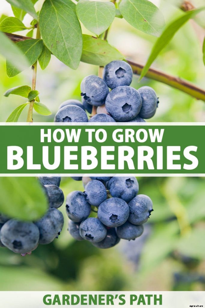 How to Grow Blueberries